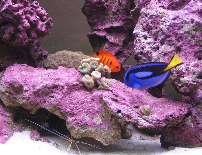 saltwater fish - paracanthurus hepatus - blue tang stocking in 125 gallons tank - Flame Angel, Blue Tang, Skunk Cleaner, and Trumpet Coral. Deep purple coralline! saltwater fish - paracanthurus hepatus - blue tang stocking in 125 gallons tank - Flame Angel, Blue Tang, Skunk Cleaner, and Trumpet Coral. Deep purple coralline!