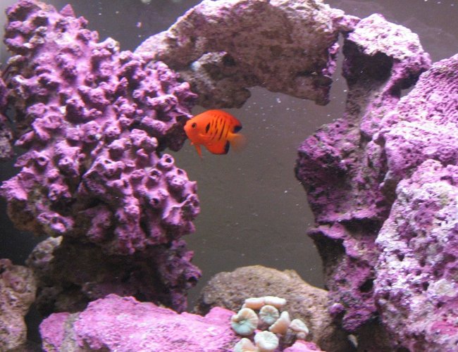 saltwater fish - centropyge loriculus - flame angelfish stocking in 125 gallons tank - Flame Angel saltwater fish - centropyge loriculus - flame angelfish stocking in 125 gallons tank - Flame Angel