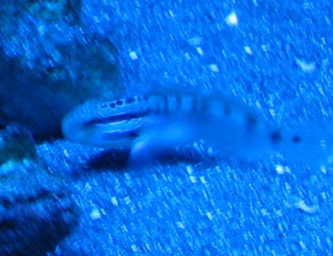saltwater fish stocking in 55 gallons tank saltwater fish stocking in 55 gallons tank