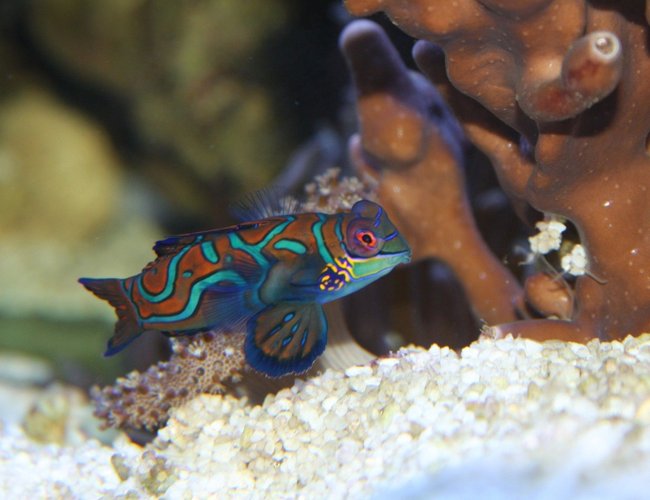 saltwater fish - synchiropus splendidus - green mandarin stocking in 200 gallons tank - Mao, my Green Mandarin hunting around the base of my columnar blue ridge coral saltwater fish - synchiropus splendidus - green mandarin stocking in 200 gallons tank - Mao, my Green Mandarin hunting around the base of my columnar blue ridge coral