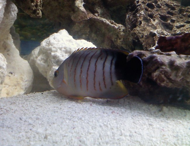 saltwater fish - centropyge eibli - red stripe angelfish stocking in 75 gallons tank - My Eibli Angelfish saltwater fish - centropyge eibli - red stripe angelfish stocking in 75 gallons tank - My Eibli Angelfish