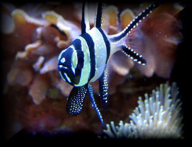 saltwater fish - pterapogon kauderni - kaudern's cardinal stocking in 125 gallons tank - bangaii cardinalfish saltwater fish - pterapogon kauderni - kaudern's cardinal stocking in 125 gallons tank - bangaii cardinalfish