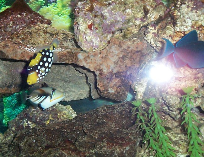saltwater fish - rhinecanthus aculeatus - humu picasso triggerfish stocking in 90 gallons tank - clown and humu saltwater fish - rhinecanthus aculeatus - humu picasso triggerfish stocking in 90 gallons tank - clown and humu