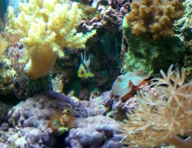 saltwater fish - sphaeramia nematoptera - spotted cardinalfish stocking in 10 gallons tank - Pajama Cardinal in his hideout saltwater fish - sphaeramia nematoptera - spotted cardinalfish stocking in 10 gallons tank - Pajama Cardinal in his hideout