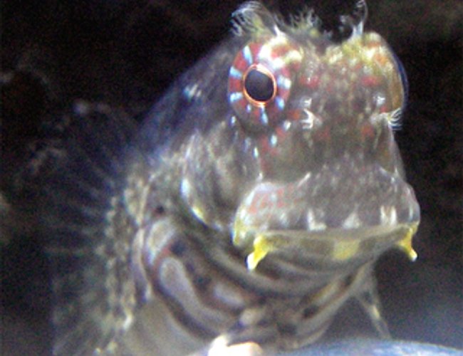 saltwater fish - salarias fasciatus - lawnmower blenny stocking in 67 gallons tank - Lawnmower Blenny saltwater fish - salarias fasciatus - lawnmower blenny stocking in 67 gallons tank - Lawnmower Blenny