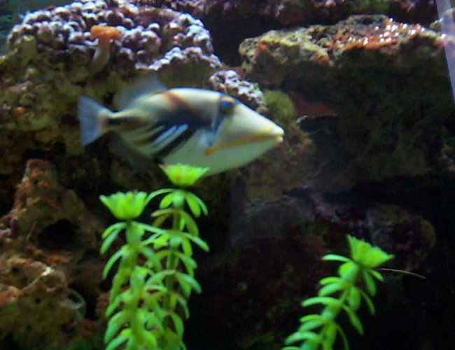 saltwater fish - rhinecanthus aculeatus - humu picasso triggerfish stocking in 90 gallons tank - huma saltwater fish - rhinecanthus aculeatus - humu picasso triggerfish stocking in 90 gallons tank - huma