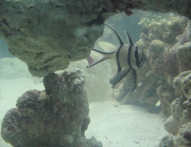 saltwater fish - pterapogon kauderni - kaudern's cardinal stocking in 2 gallons tank - bangaii cardinal saltwater fish - pterapogon kauderni - kaudern's cardinal stocking in 2 gallons tank - bangaii cardinal