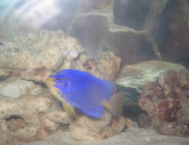 saltwater fish - chrysyptera taupou - fiji blue devil damselfish stocking in 2 gallons tank - orangetail damsel saltwater fish - chrysyptera taupou - fiji blue devil damselfish stocking in 2 gallons tank - orangetail damsel