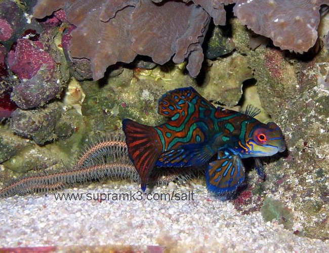 saltwater fish - pterosynchiropus splendidus var. - red mandarin stocking in 125 gallons tank - Pterosynchiropus splendidus saltwater fish - pterosynchiropus splendidus var. - red mandarin stocking in 125 gallons tank - Pterosynchiropus splendidus