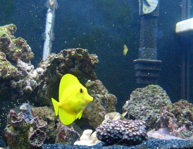 saltwater fish - zebrasoma flavescens - yellow tang - hawaii stocking in 65 gallons tank - yellow tang, kole tang, sleeper goby and algea blenny saltwater fish - zebrasoma flavescens - yellow tang - hawaii stocking in 65 gallons tank - yellow tang, kole tang, sleeper goby and algea blenny