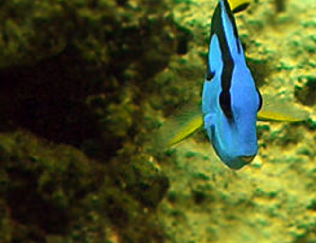 saltwater fish - paracanthurus hepatus - blue tang stocking in 55 gallons tank - My Regal Tang named Zim. My little sister named him. saltwater fish - paracanthurus hepatus - blue tang stocking in 55 gallons tank - My Regal Tang named Zim. My little sister named him.