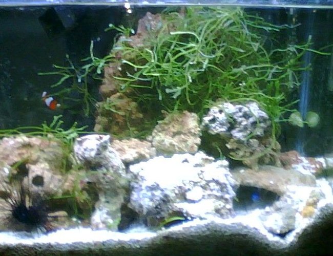 saltwater fish - amphiprion percula - true percula clownfish stocking in 55 gallons tank - heres the new tank shot saltwater fish - amphiprion percula - true percula clownfish stocking in 55 gallons tank - heres the new tank shot
