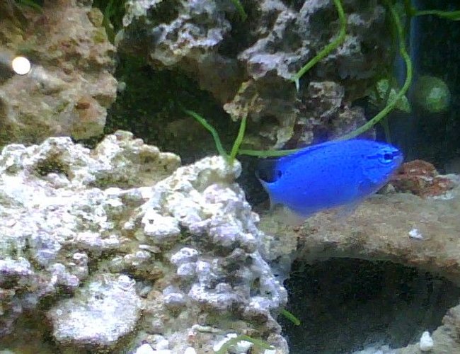saltwater fish - chrysiptera cyanea - blue damselfish stocking in 55 gallons tank - Blue Damsel saltwater fish - chrysiptera cyanea - blue damselfish stocking in 55 gallons tank - Blue Damsel