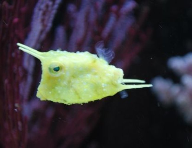 saltwater fish - lactoria cornuta - cowfish longhorn stocking in 60 gallons tank - Long horn cow fish
(IF YOU DO NOT LIKE OUR PICTURES THEN YOU DO NOT HAVE TO LOOK AT THEM, BUT VOTING 0 IS VERY NEGATIVE ON YOUR PART) PLEASE JUST MOVE ON - THANKS!!!! saltwater fish - lactoria cornuta - cowfish longhorn stocking in 60 gallons tank - Long horn cow fish
(IF YOU DO NOT LIKE OUR PICTURES THEN YOU DO NOT HAVE TO LOOK AT THEM, BUT VOTING 0 IS VERY NEGATIVE ON YOUR PART) PLEASE JUST MOVE ON - THANKS!!!!