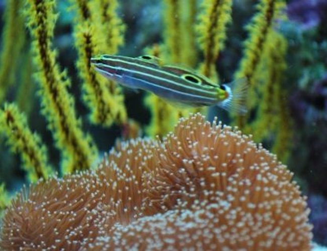 saltwater fish - amblygobius hectori - hector's goby stocking in 60 gallons tank - Gogy hanging out saltwater fish - amblygobius hectori - hector's goby stocking in 60 gallons tank - Gogy hanging out