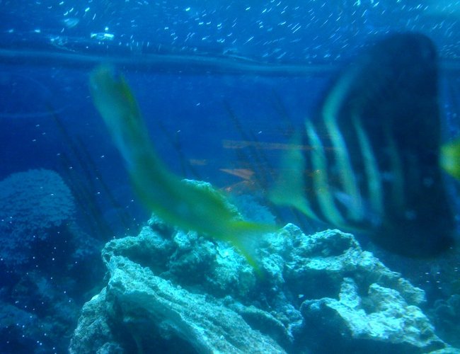 saltwater fish - zebrasoma veliferum - sailfin tang stocking in 75 gallons tank - Midas blenny and sailfin tang saltwater fish - zebrasoma veliferum - sailfin tang stocking in 75 gallons tank - Midas blenny and sailfin tang