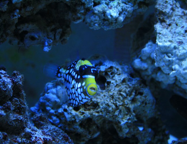 saltwater fish - balistoides conspicillum - clown triggerfish stocking in 100 gallons tank - My New Clown Trigger saltwater fish - balistoides conspicillum - clown triggerfish stocking in 100 gallons tank - My New Clown Trigger