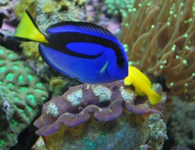 saltwater fish - paracanthurus hepatus - blue tang stocking in 60 gallons tank - Blue Tang swimming along saltwater fish - paracanthurus hepatus - blue tang stocking in 60 gallons tank - Blue Tang swimming along