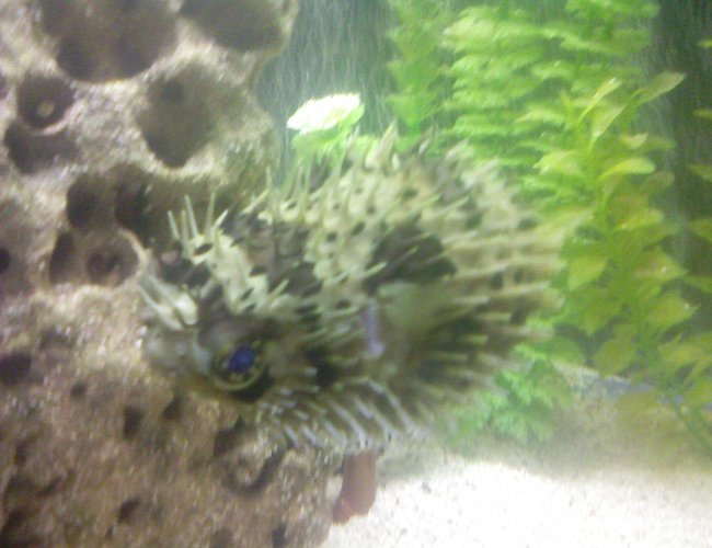 saltwater fish - chilomycterus schoepfi - spiny box puffer stocking in 80 gallons tank - puffer saltwater fish - chilomycterus schoepfi - spiny box puffer stocking in 80 gallons tank - puffer