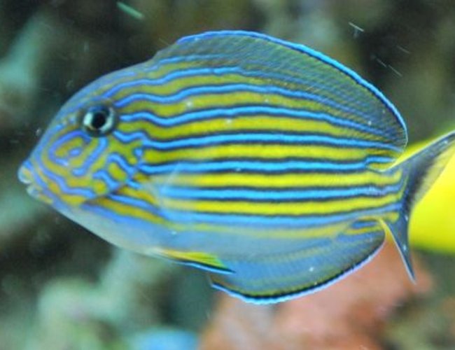 saltwater fish - acanthurus lineatus - clown tang stocking in 60 gallons tank - Our newest addition, our clown tang we call Buddy saltwater fish - acanthurus lineatus - clown tang stocking in 60 gallons tank - Our newest addition, our clown tang we call Buddy