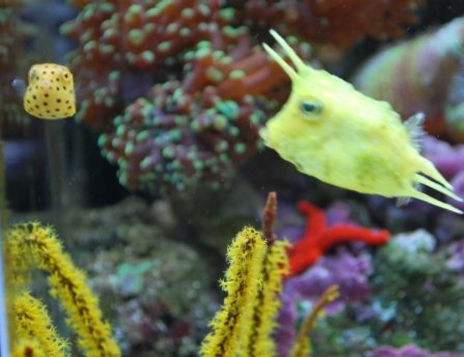 saltwater fish - lactoria cornuta - cowfish longhorn stocking in 60 gallons tank - Long horn cow fish (we call Sponge Bob) with his new little friend the box fish we call Square Pants saltwater fish - lactoria cornuta - cowfish longhorn stocking in 60 gallons tank - Long horn cow fish (we call Sponge Bob) with his new little friend the box fish we call Square Pants