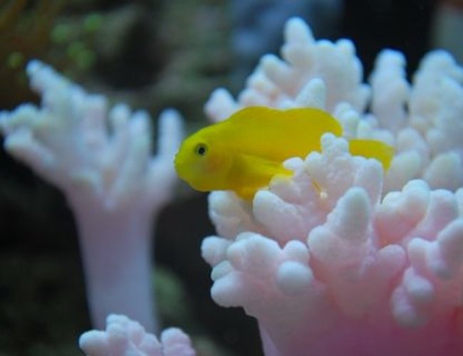 saltwater fish - gobiodon okinawae - clown goby, yellow stocking in 60 gallons tank - Yellow goby, named Mini cooper chilling
(IF YOU DO NOT LIKE OUR PICTURES THEN YOU DO NOT HAVE TO LOOK AT THEM, BUT VOTING 0 IS VERY NEGATIVE ON YOUR PART) PLEASE JUST MOVE ON - THANKS!!!! saltwater fish - gobiodon okinawae - clown goby, yellow stocking in 60 gallons tank - Yellow goby, named Mini cooper chilling
(IF YOU DO NOT LIKE OUR PICTURES THEN YOU DO NOT HAVE TO LOOK AT THEM, BUT VOTING 0 IS VERY NEGATIVE ON YOUR PART) PLEASE JUST MOVE ON - THANKS!!!!