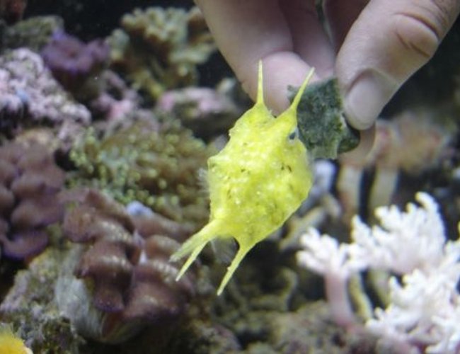 saltwater fish - lactoria cornuta - cowfish longhorn stocking in 60 gallons tank - I have special bond with my long horn cow fish. I hand feed so he won't pick at my corals (I call him Sponge Bob) saltwater fish - lactoria cornuta - cowfish longhorn stocking in 60 gallons tank - I have special bond with my long horn cow fish. I hand feed so he won't pick at my corals (I call him Sponge Bob)