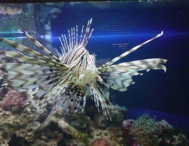 saltwater fish - pterois volitans - volitan lionfish stocking in 130 gallons tank - my lion fish saltwater fish - pterois volitans - volitan lionfish stocking in 130 gallons tank - my lion fish