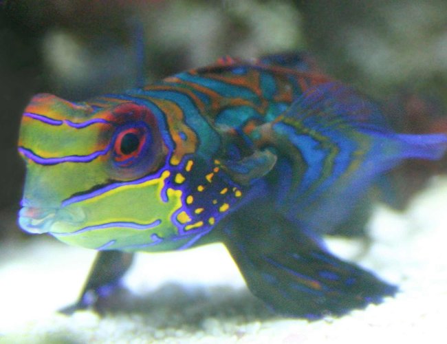 saltwater fish - synchiropus splendidus - green mandarin stocking in 90 gallons tank - Mandarin saltwater fish - synchiropus splendidus - green mandarin stocking in 90 gallons tank - Mandarin