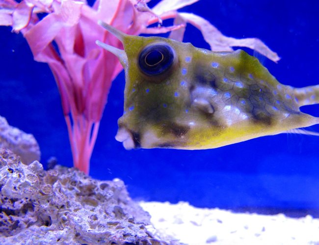 saltwater fish - lactoria cornuta - cowfish longhorn stocking in 75 gallons tank - My longhorn cowfish. saltwater fish - lactoria cornuta - cowfish longhorn stocking in 75 gallons tank - My longhorn cowfish.