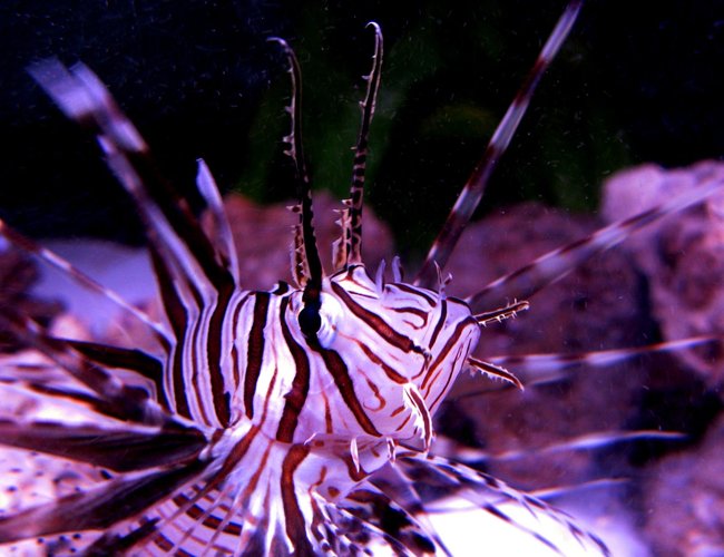 saltwater fish - pterois antennata - antennata lionfish stocking in 75 gallons tank - My lionfish saltwater fish - pterois antennata - antennata lionfish stocking in 75 gallons tank - My lionfish