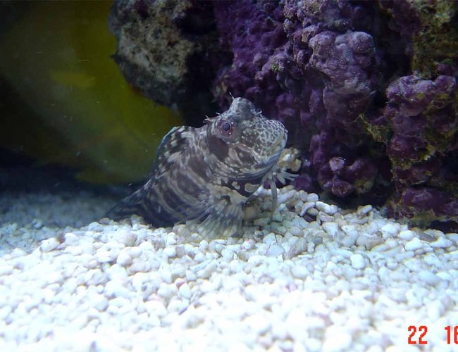 saltwater fish - salarias fasciatus - sailfin/algae blenny stocking in 185 gallons tank - update saltwater fish - salarias fasciatus - sailfin/algae blenny stocking in 185 gallons tank - update