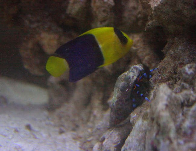 saltwater fish - centropyge bicolor - bicolor angelfish stocking in 155 gallons tank - Bicolour Angel , Electric Blue Hermit Crab saltwater fish - centropyge bicolor - bicolor angelfish stocking in 155 gallons tank - Bicolour Angel , Electric Blue Hermit Crab