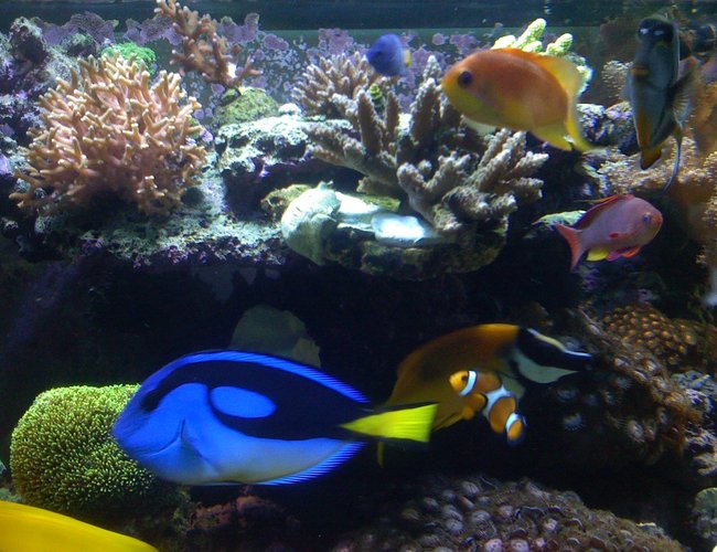 saltwater fish - paracanthurus hepatus - blue tang stocking in 180 gallons tank - new saltwater fish - paracanthurus hepatus - blue tang stocking in 180 gallons tank - new