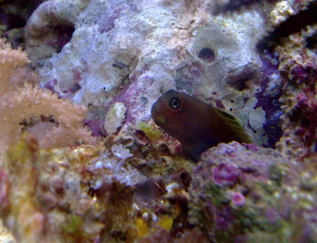 saltwater fish - atrosalarias fuscus - black sailfin blenny stocking in 55 gallons tank - I swear these guys have personality saltwater fish - atrosalarias fuscus - black sailfin blenny stocking in 55 gallons tank - I swear these guys have personality