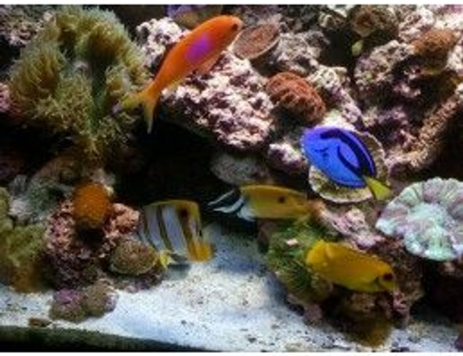 saltwater fish - siganus unimaculatus - one spot foxface stocking in 75 gallons tank - my regal, anthius,fox face, and mimic tang, and copper band saltwater fish - siganus unimaculatus - one spot foxface stocking in 75 gallons tank - my regal, anthius,fox face, and mimic tang, and copper band