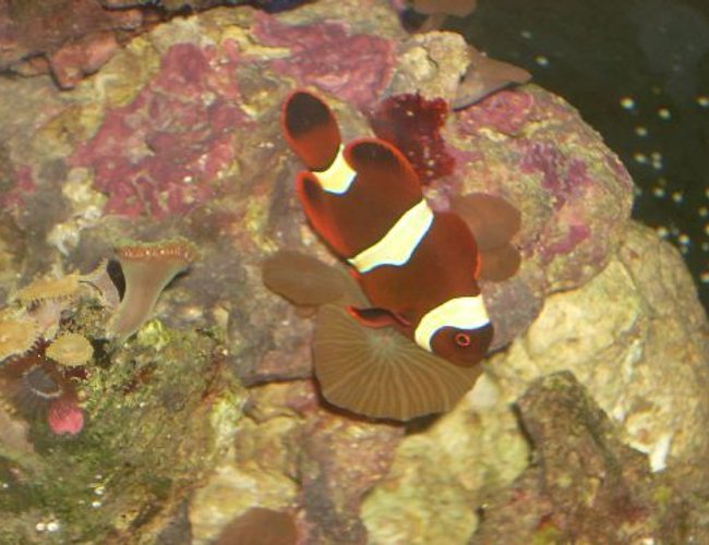 saltwater fish - amphiprion ocellaris var. - black and white ocellaris clownfish stocking in 12 gallons tank - My Clown hosting the mushroom...its always kind of funny when i see this saltwater fish - amphiprion ocellaris var. - black and white ocellaris clownfish stocking in 12 gallons tank - My Clown hosting the mushroom...its always kind of funny when i see this