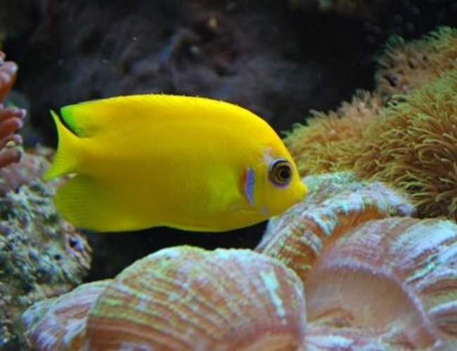 saltwater fish - centropyge flavissima - lemonpeel angelfish stocking in 60 gallons tank - Lemon Peel (We call Mercedes) saltwater fish - centropyge flavissima - lemonpeel angelfish stocking in 60 gallons tank - Lemon Peel (We call Mercedes)