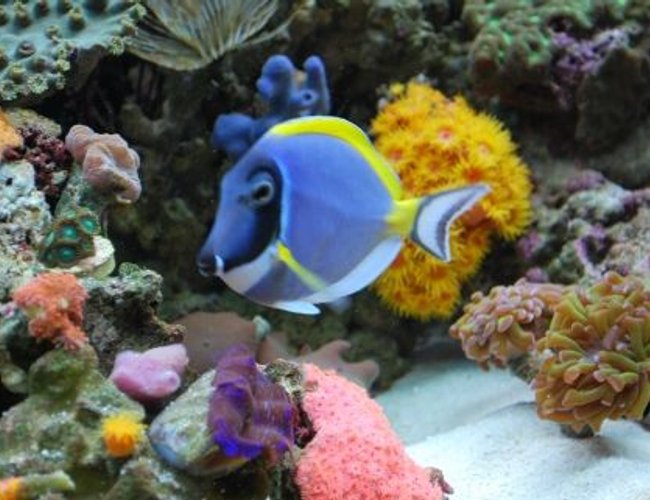 saltwater fish - acanthurus leucosternon - powder blue tang stocking in 60 gallons tank - Powder Blue Tang (We call Carmen) saltwater fish - acanthurus leucosternon - powder blue tang stocking in 60 gallons tank - Powder Blue Tang (We call Carmen)