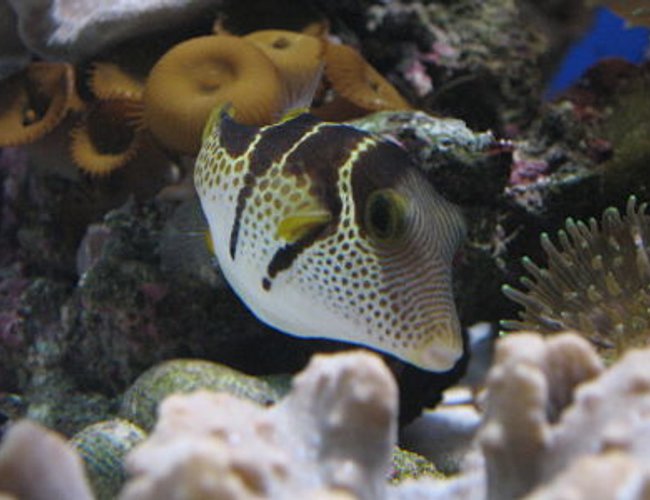saltwater fish - canthigaster valentini - saddle valentini puffer stocking in 330 gallons tank - my valentino puffer, reef safe little fella!
thanks for the zero vote, you really think this is the worst? saltwater fish - canthigaster valentini - saddle valentini puffer stocking in 330 gallons tank - my valentino puffer, reef safe little fella!
thanks for the zero vote, you really think this is the worst?