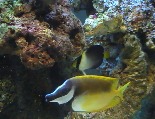 saltwater fish - siganus vulpinus - foxface lo stocking in 95 gallons tank - Foxface lo & Angle Fish saltwater fish - siganus vulpinus - foxface lo stocking in 95 gallons tank - Foxface lo & Angle Fish