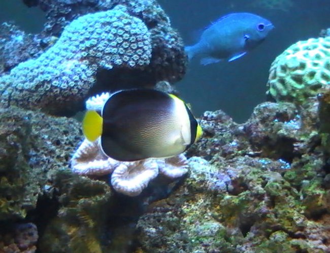 saltwater fish - chaetodontoplus mesoleucus - singapore angelfish stocking in 95 gallons tank - Angle Fish saltwater fish - chaetodontoplus mesoleucus - singapore angelfish stocking in 95 gallons tank - Angle Fish