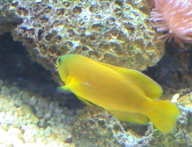saltwater fish - pseudochromis fuscus - dusky dottyback stocking in 95 gallons tank - Dusky Dottyback saltwater fish - pseudochromis fuscus - dusky dottyback stocking in 95 gallons tank - Dusky Dottyback