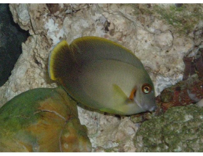 saltwater fish - acanthurus dussumieri - dussumieri tang stocking in 55 gallons tank - tang i no longer have saltwater fish - acanthurus dussumieri - dussumieri tang stocking in 55 gallons tank - tang i no longer have