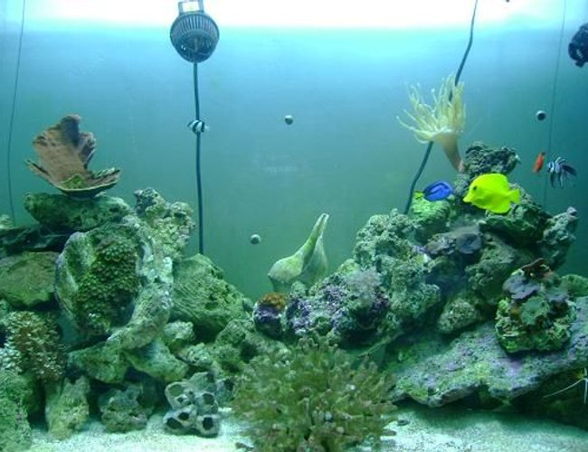 saltwater fish - zebrasoma flavescens - yellow tang - hawaii stocking in 157 gallons tank - front view saltwater fish - zebrasoma flavescens - yellow tang - hawaii stocking in 157 gallons tank - front view