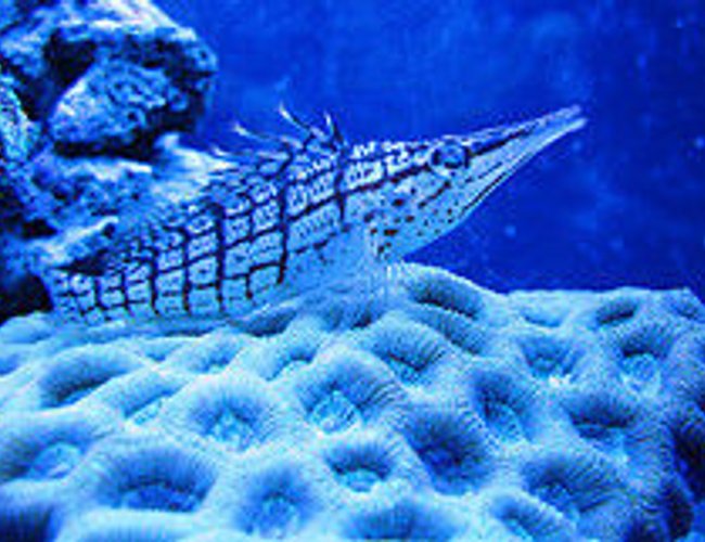 saltwater fish - oxycirrhites typus - longnose hawkfish stocking in 55 gallons tank - hogfish saltwater fish - oxycirrhites typus - longnose hawkfish stocking in 55 gallons tank - hogfish