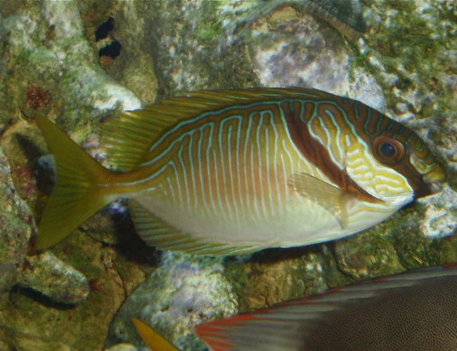 saltwater fish - siganus doliatus - scribbled rabbitfish stocking in 144 gallons tank - Scribbled Rabbitfish saltwater fish - siganus doliatus - scribbled rabbitfish stocking in 144 gallons tank - Scribbled Rabbitfish