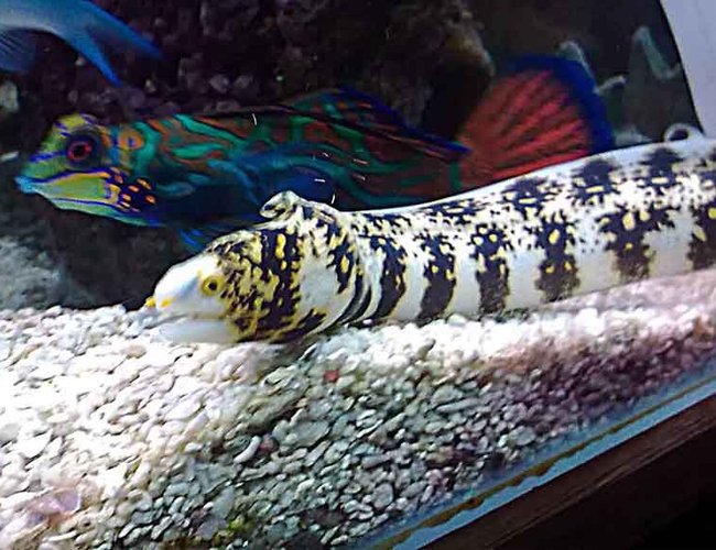 saltwater fish - echidna nebulosa - snowflake eel stocking in 185 gallons tank - My new addition saltwater fish - echidna nebulosa - snowflake eel stocking in 185 gallons tank - My new addition