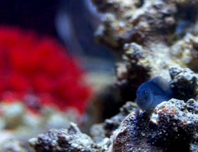 saltwater fish - gobiodon strangulatus - black clown goby stocking in 26 gallons tank - Picture of Ira, my black clown goby, hanging out on a rock. saltwater fish - gobiodon strangulatus - black clown goby stocking in 26 gallons tank - Picture of Ira, my black clown goby, hanging out on a rock.