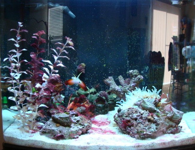 saltwater fish - nemateleotris magnifica - firefish stocking in 75 gallons tank - aqua pod saltwater fish - nemateleotris magnifica - firefish stocking in 75 gallons tank - aqua pod